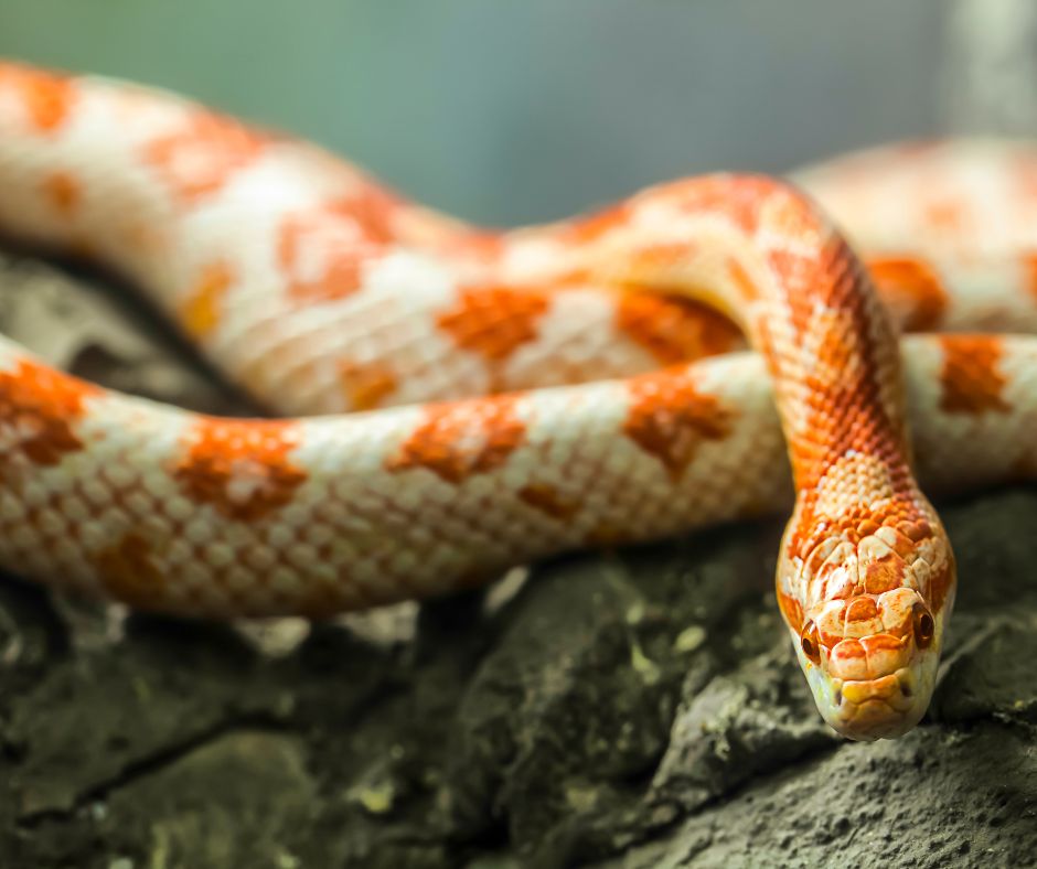 FG Reptiles Vente de reptiles en ligne et matériel — free download